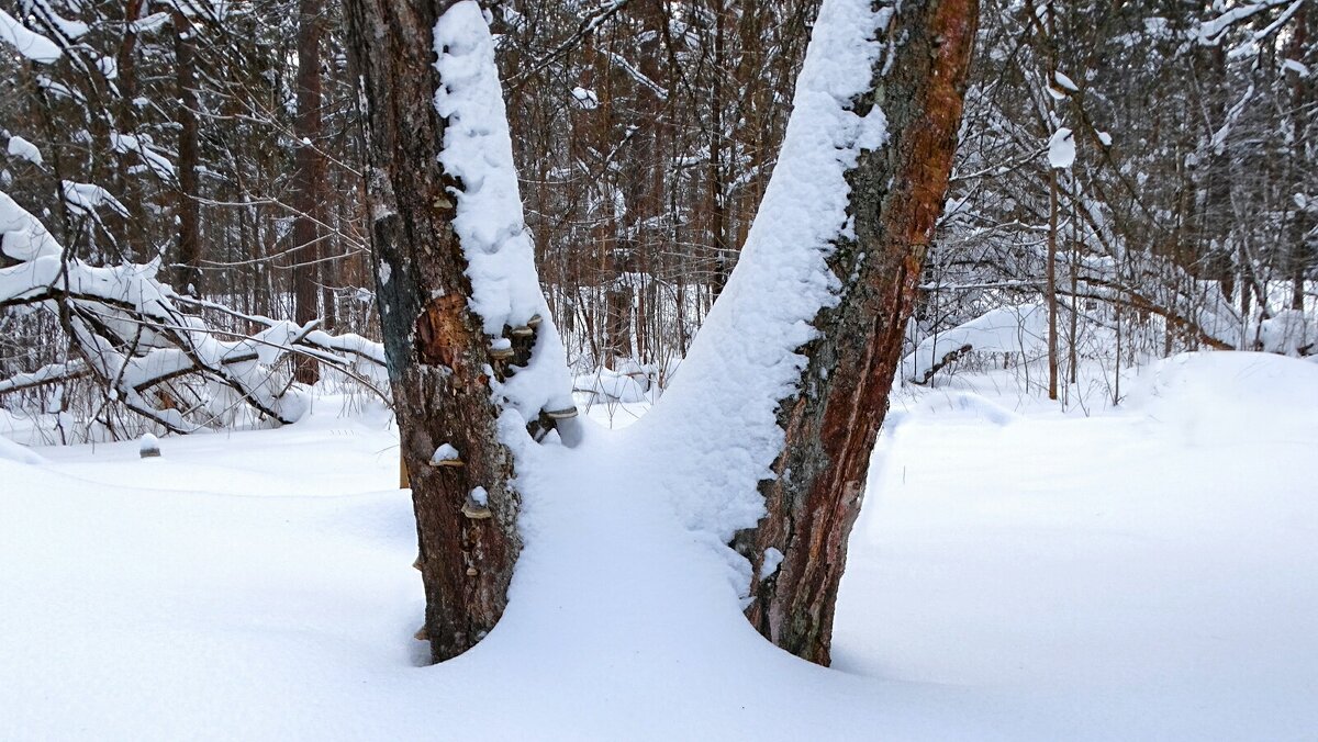 Зима в феврале. - Милешкин Владимир Алексеевич 