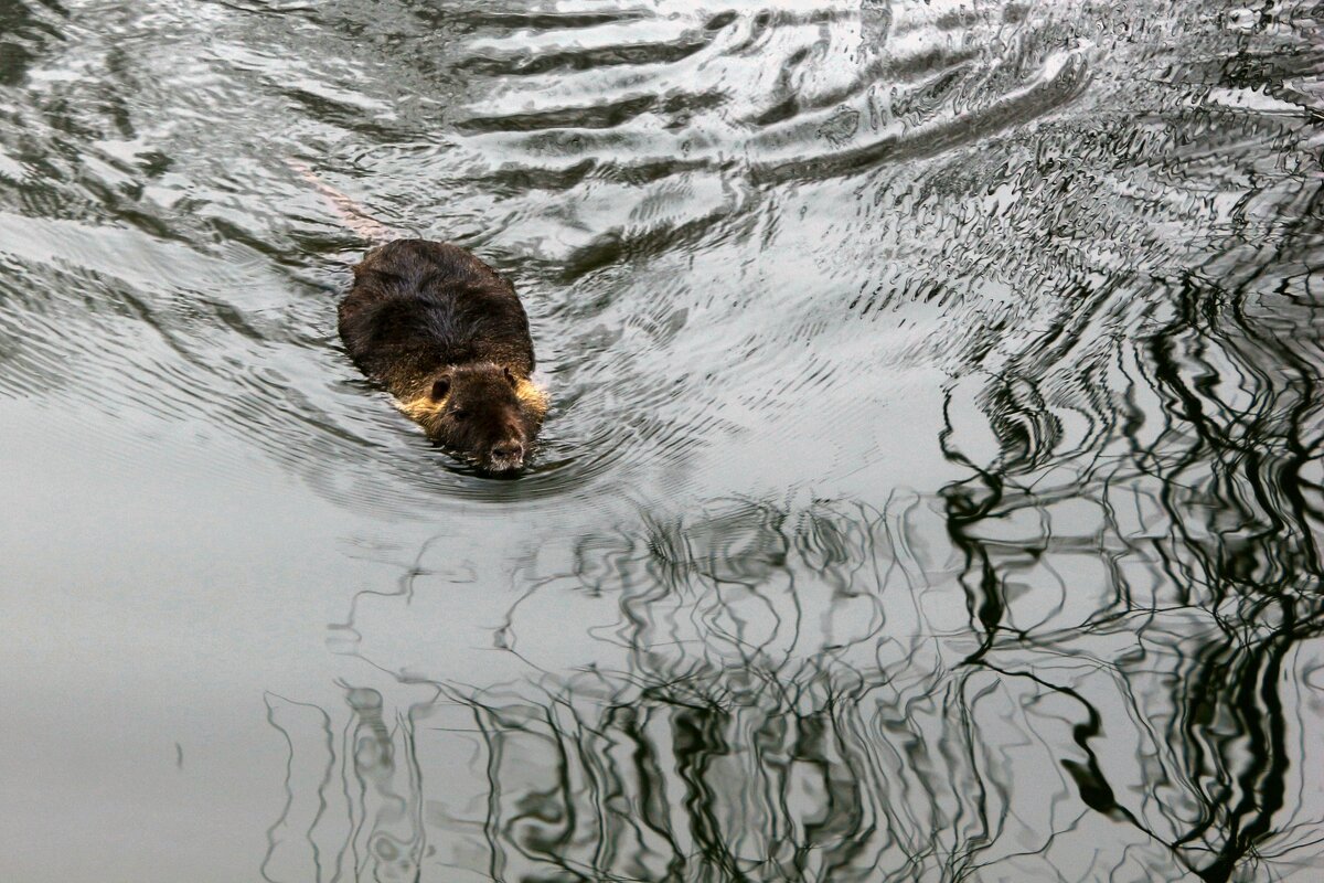 Утренние водные процедуры - Юрий. Шмаков