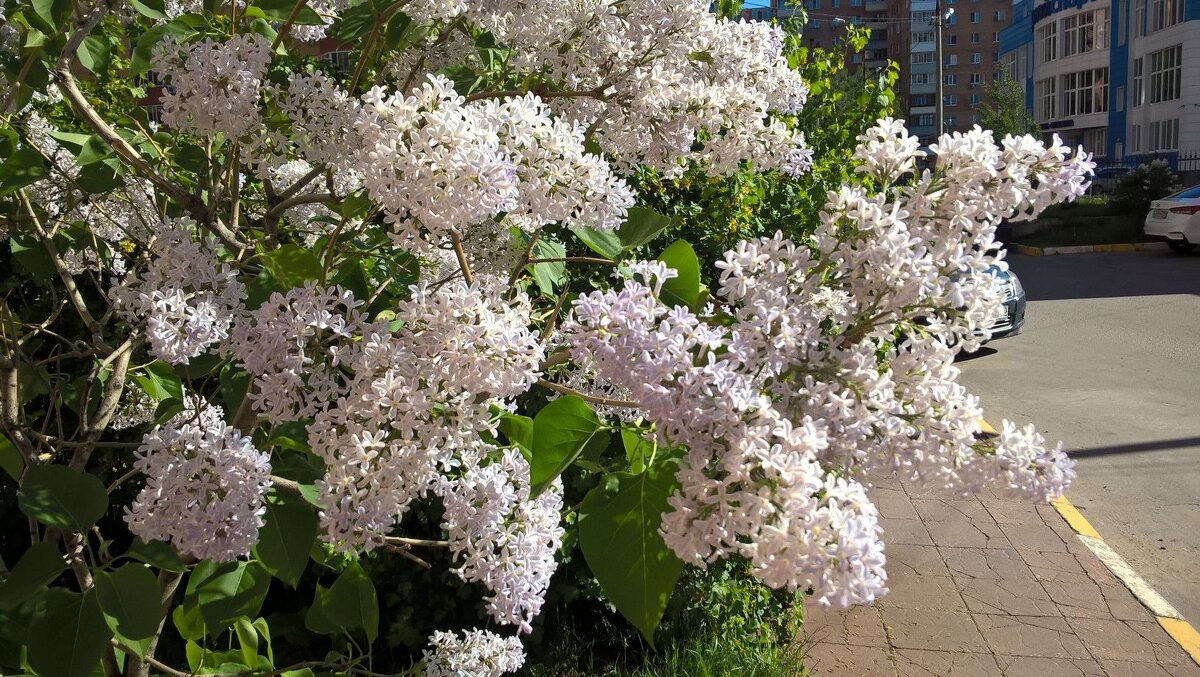 А весна все равно придет! - Елена Семигина