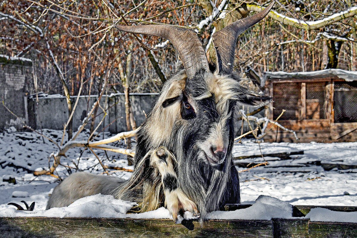 Кокетка - Alexandеr P