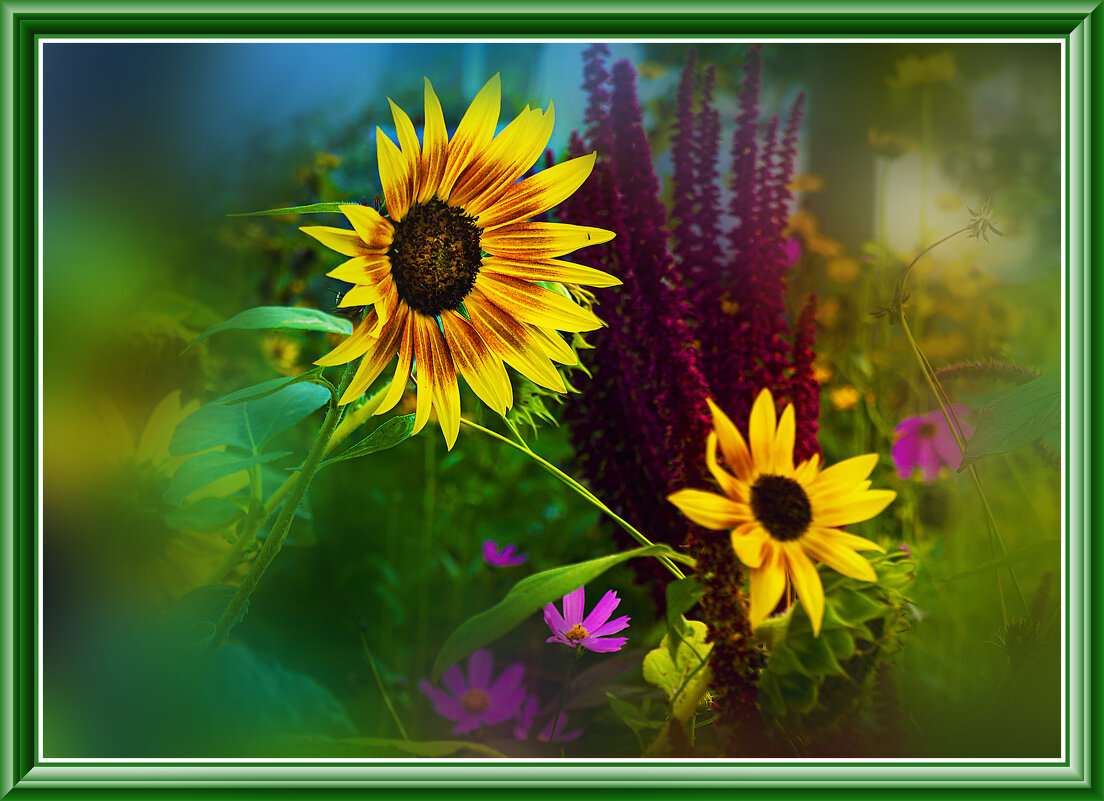 ПОДСОЛНУШКИ - Владимир Кроливец