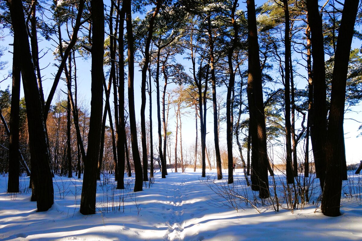 Февраль, побережье Балтийского моря, Калининградская область - Рита Симонова Февраль, побережье Балтийского моря, Калининградская область - Рита Симонова