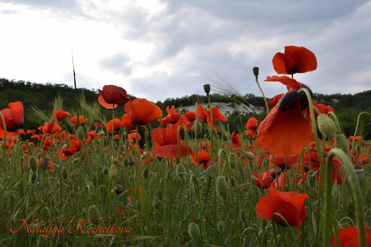 Природа Крыма - Amazing Cosmea