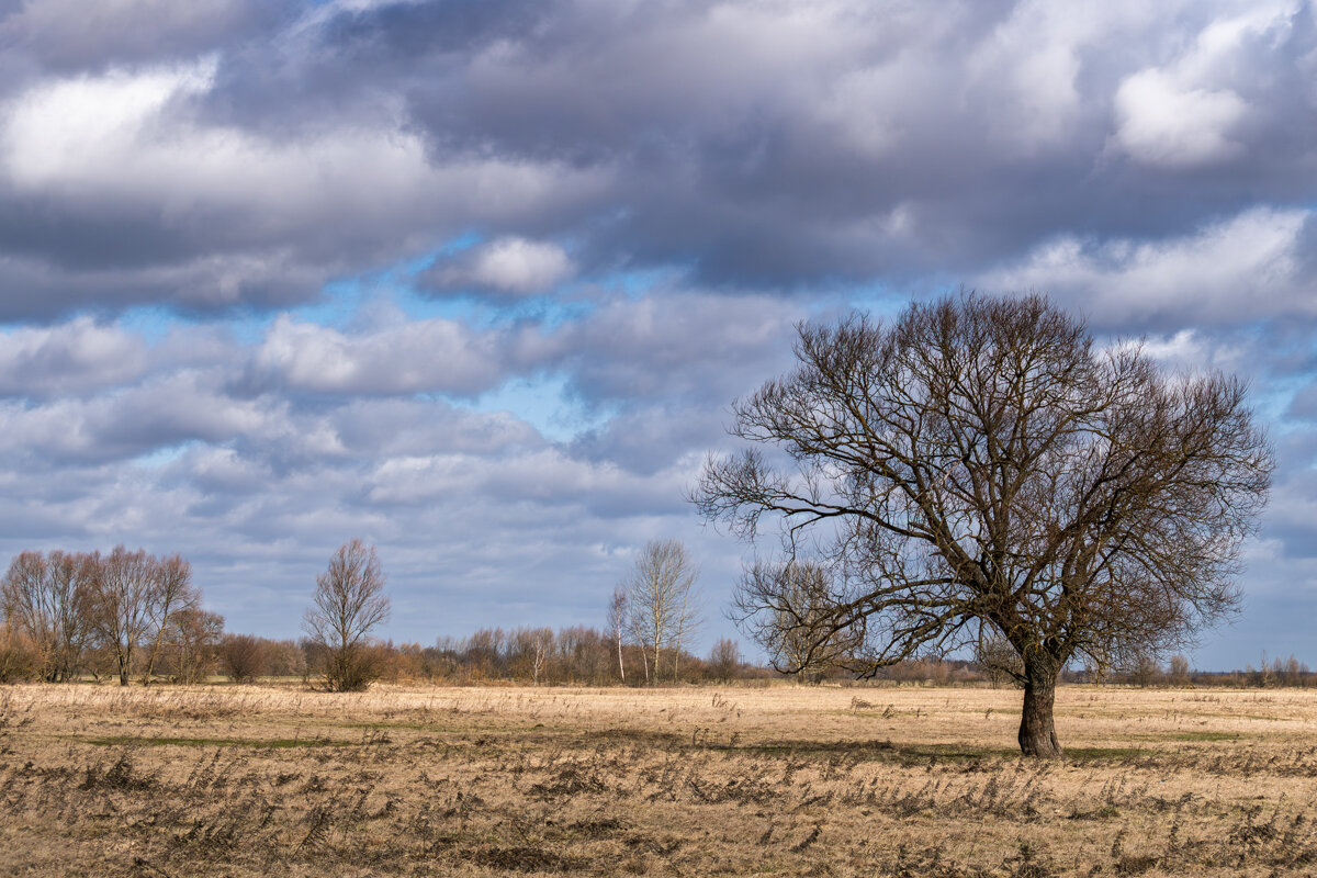 Ранняя весна, Беларусь 2020 - Игорь Сикорский