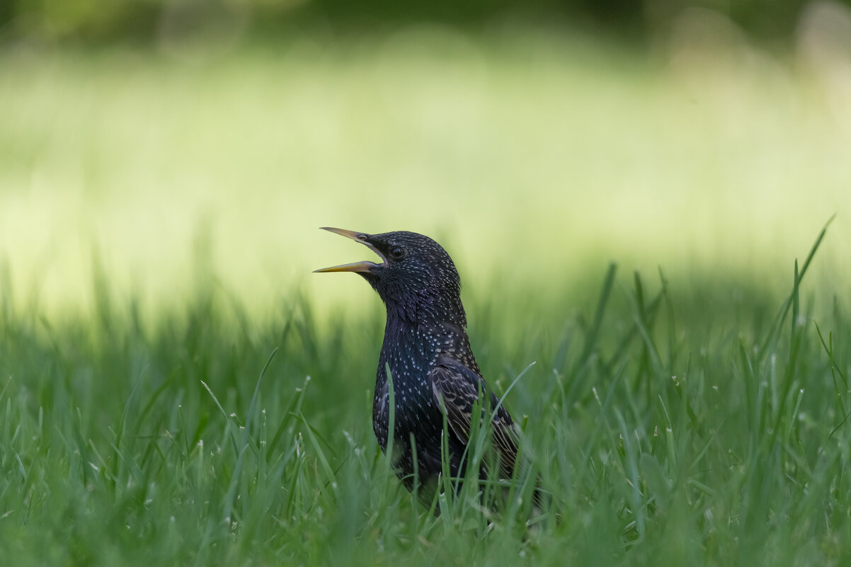 Солист - Игорь Шевченко