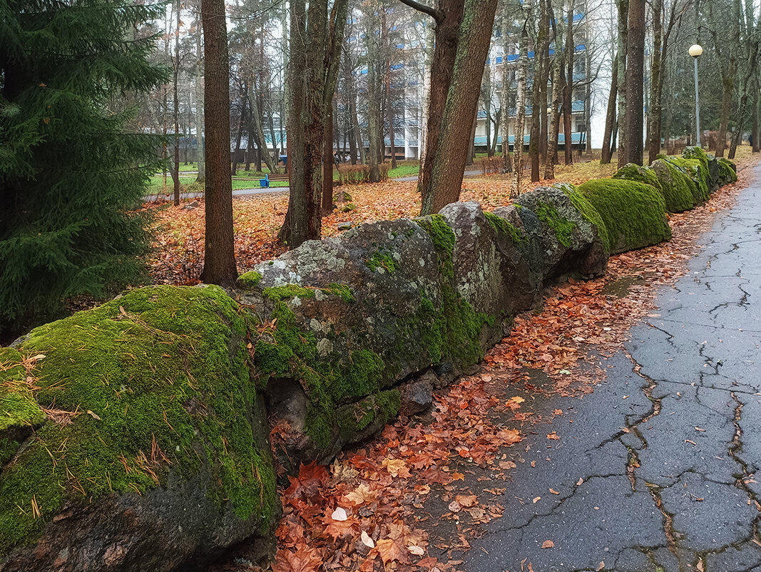 Аллея в санатории "Северная Ривьера".Замшевые валуны. - Лилия *