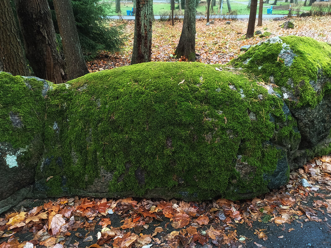 Красивый валун в зелёном одеянии. - Лилия *