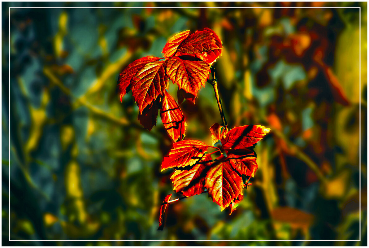 *** - Владимир Кроливец