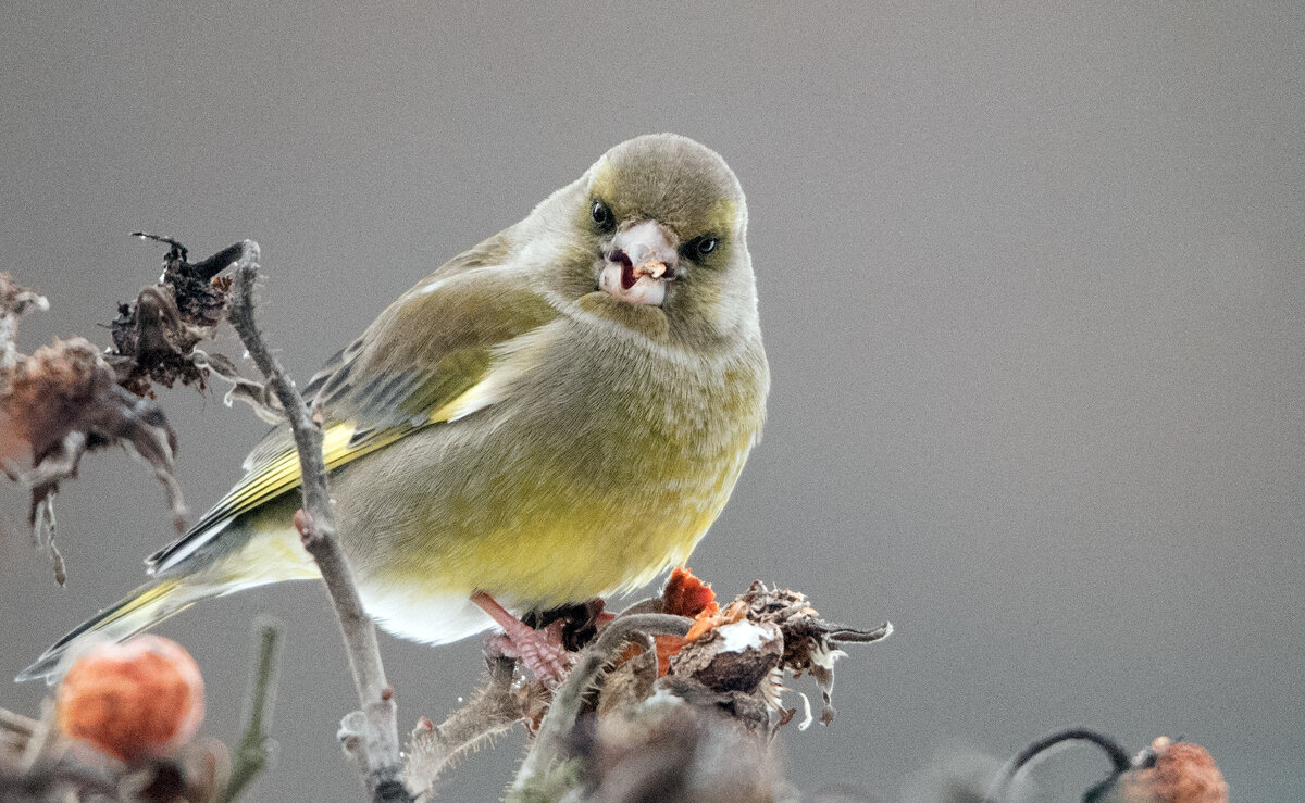 Зеленушка - Владимир Безбородов