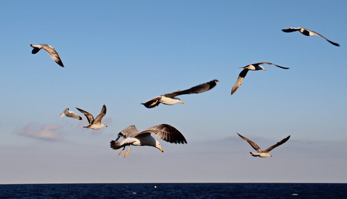 Чайки Алушты...(2) - Александр Герасенков
