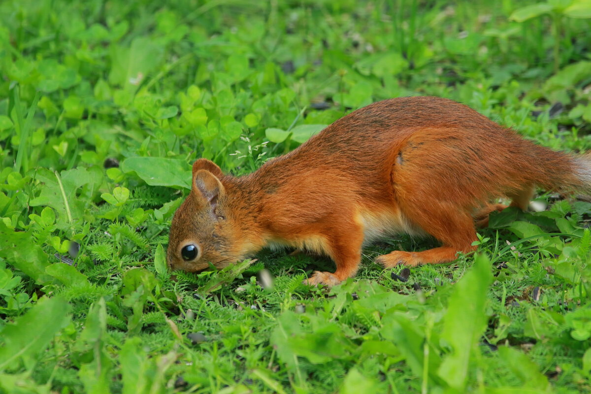 поиск... схрона - Andrey Bragin 