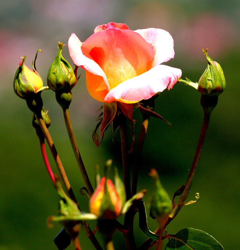 Розы - Валерий 