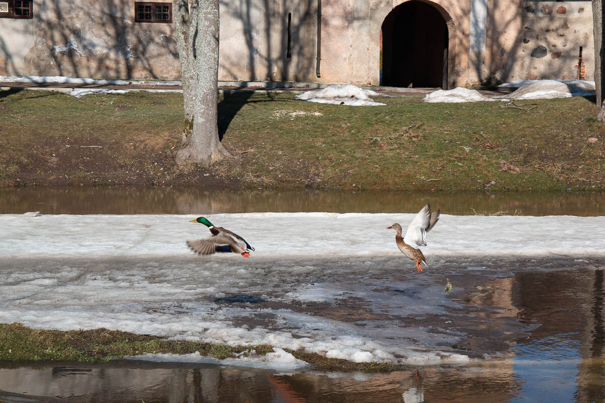Природа оживает. - Геннадий Порохов