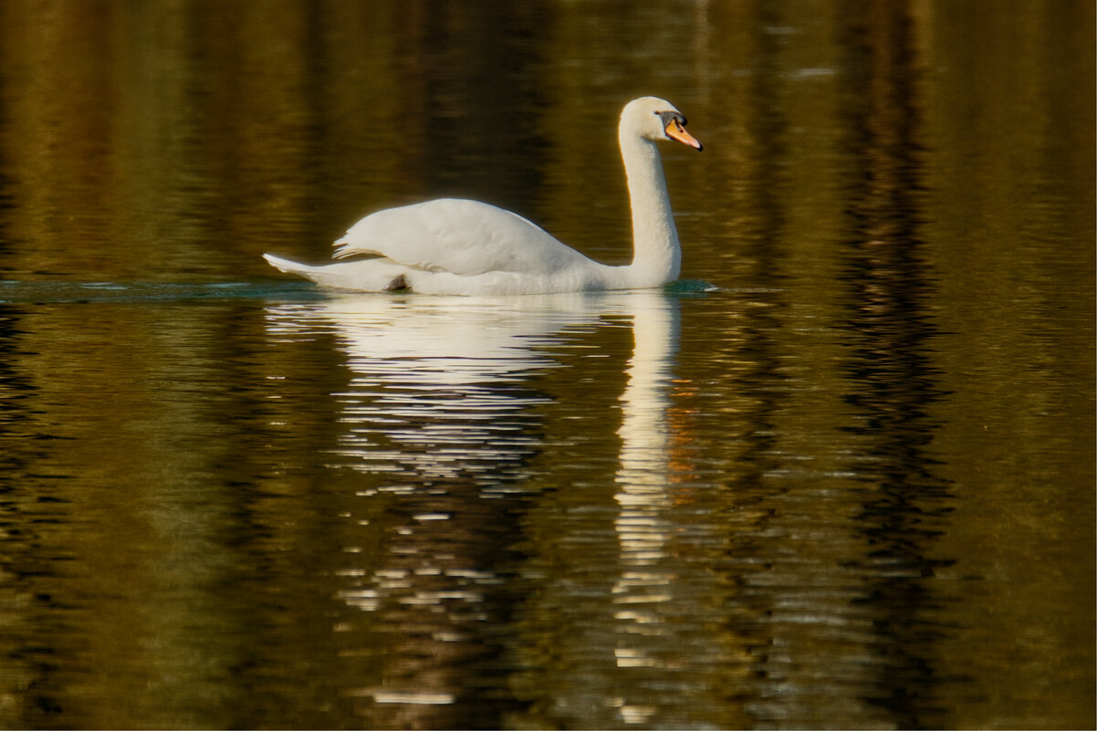 На пруду ... - Jakob Dick