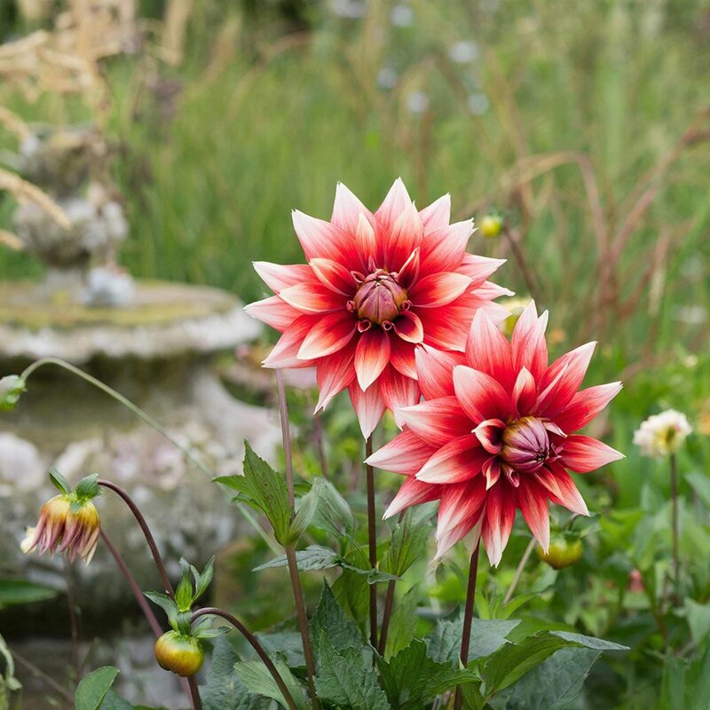 цветы - МАРИЯ ПОПОВА