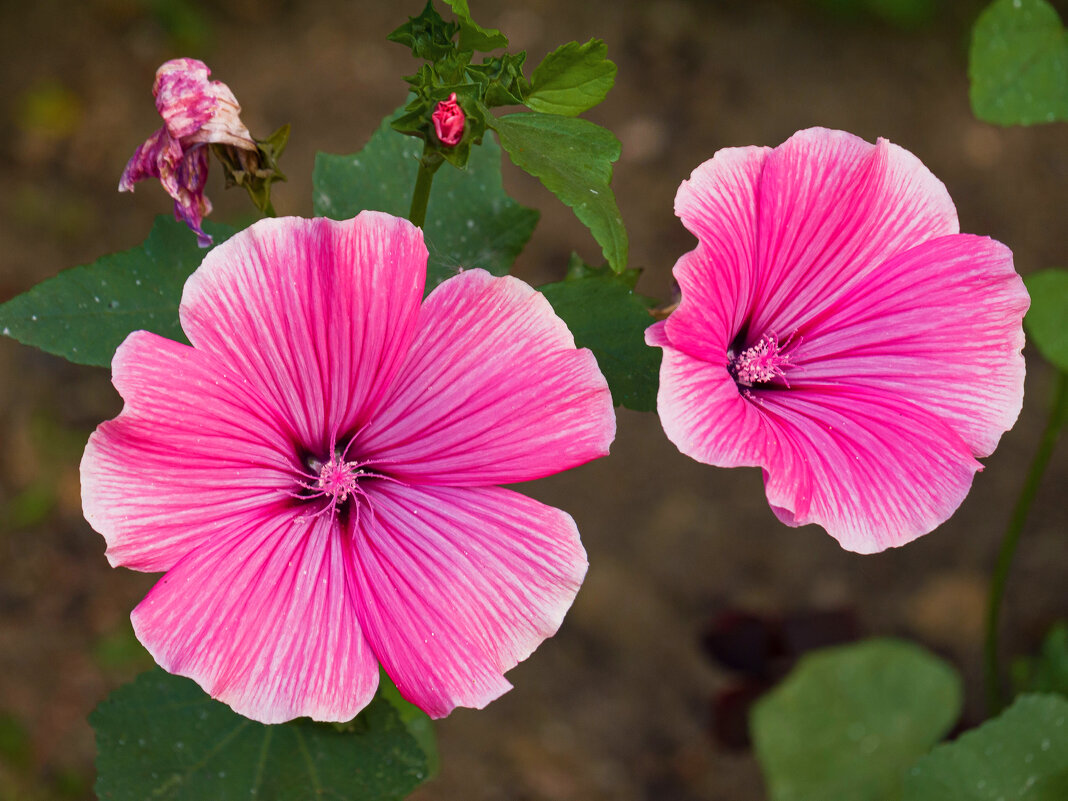 Лаватера - один из излюбленных летников. Сем-во Мальвовые - Николай Зиновьев