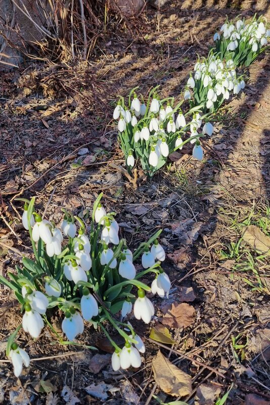 Вечерний свет - Наталья 