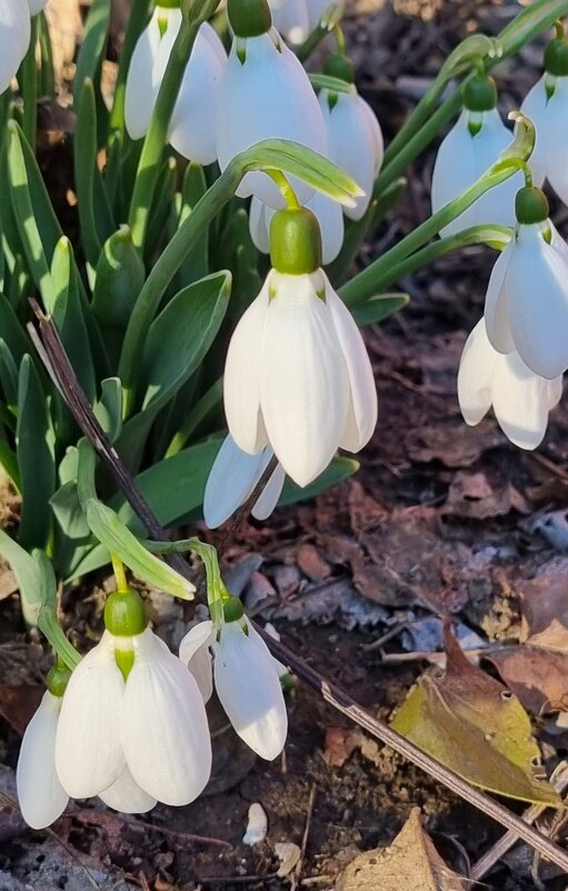 Тихий вечер - Наталья 