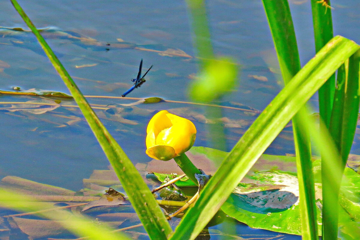 стрекоза - shasha1950 