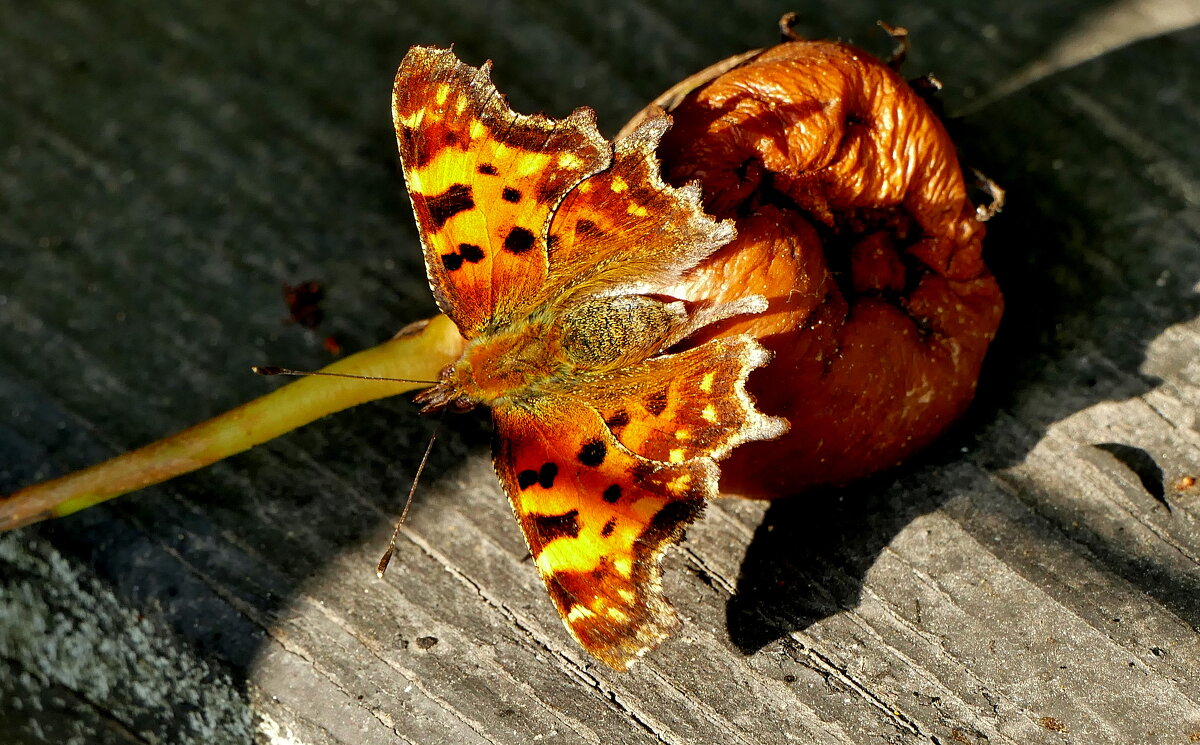 опять про бабочек...523 - Александр Прокудин