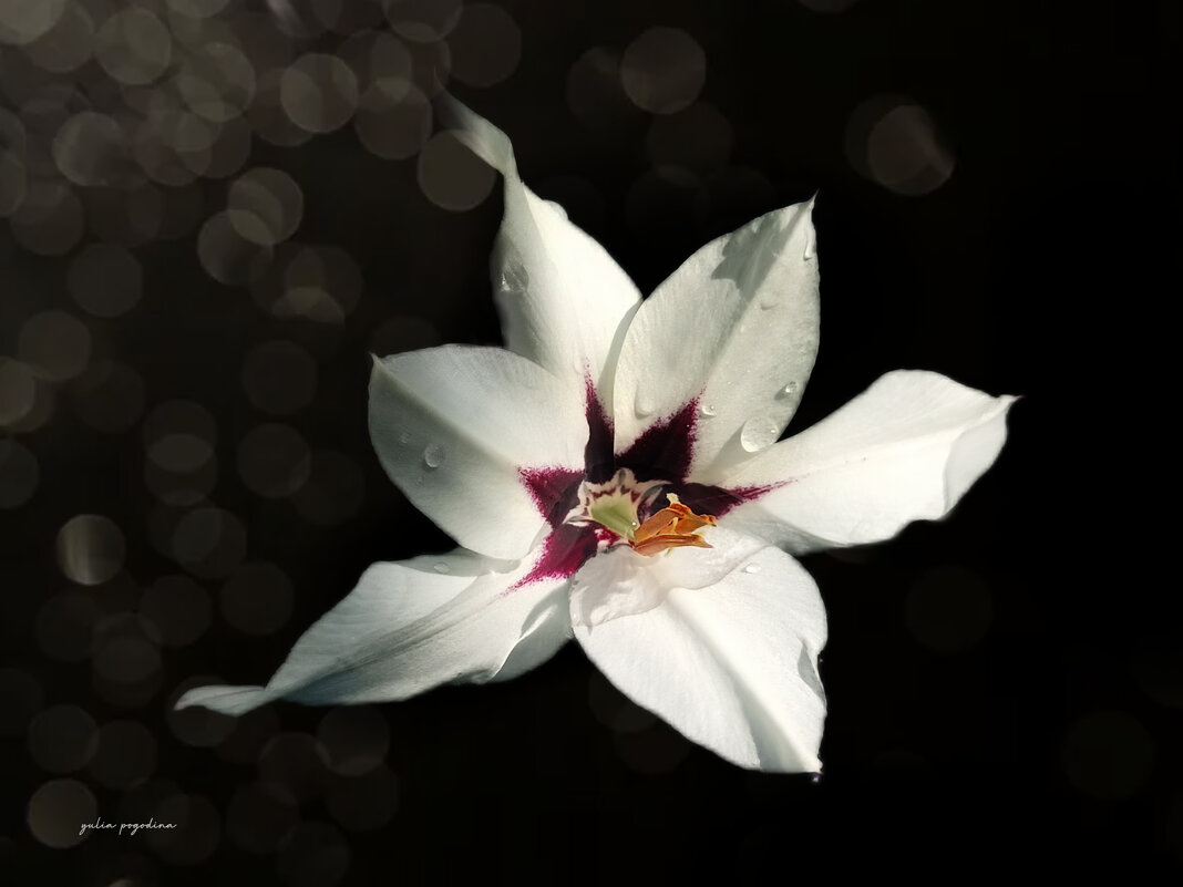 Ацидантера - Юлия Погодина