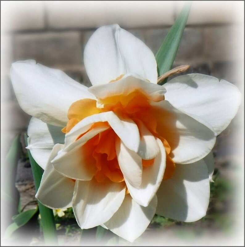 Нарцисс - Елена Сухорученкова