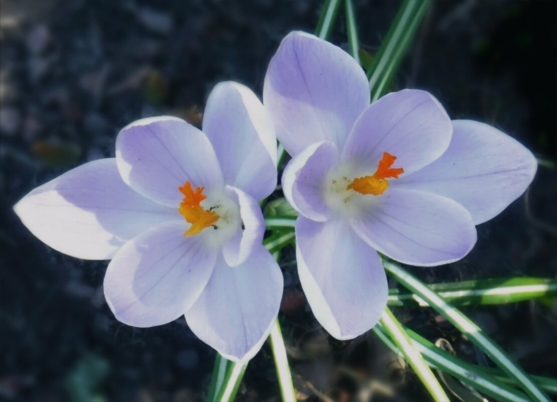 Крокусы - Елена Сухорученкова