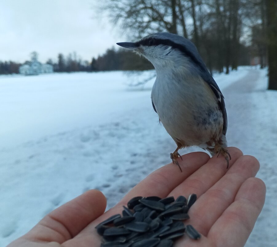 Поползень - Сапсан 