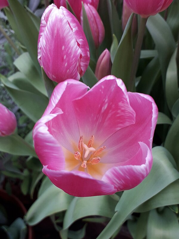 Репетиция весны в Аптекарском огороде - Лидия Бусурина