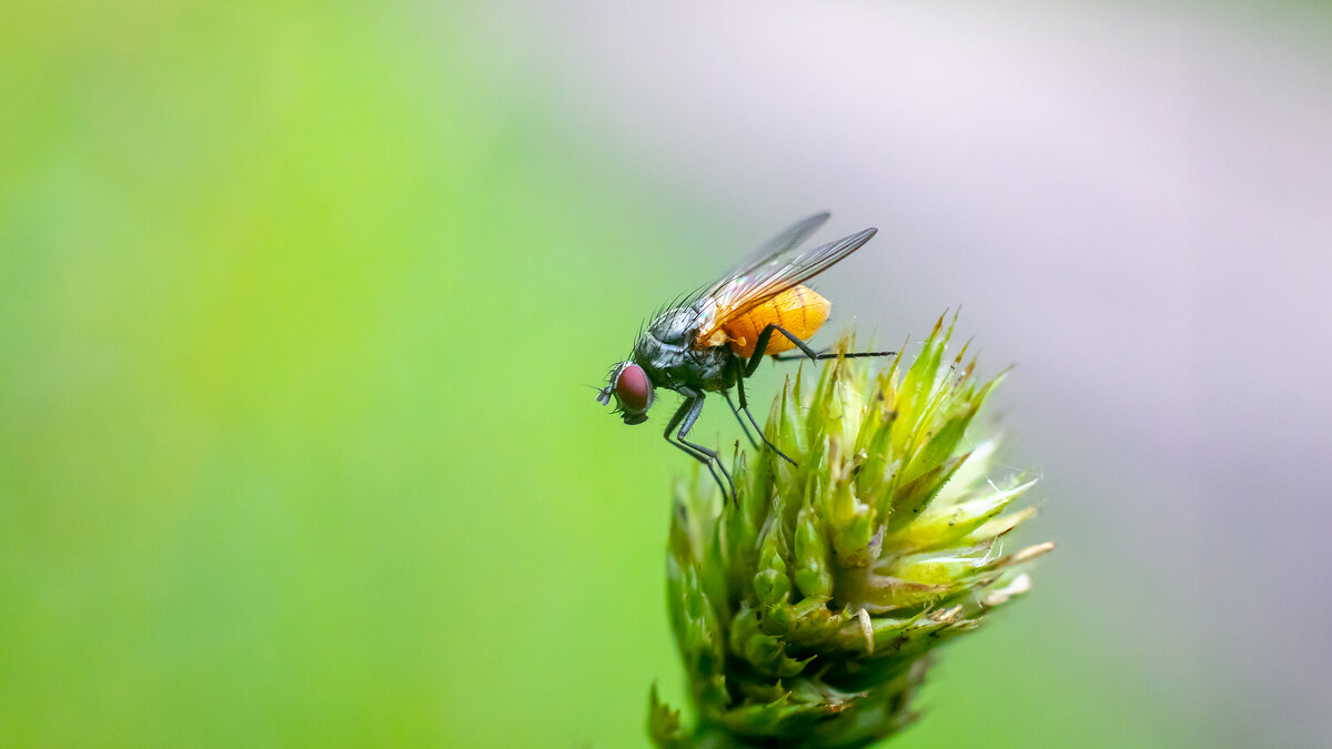 Лето. Макро. - Владимир Лазарев