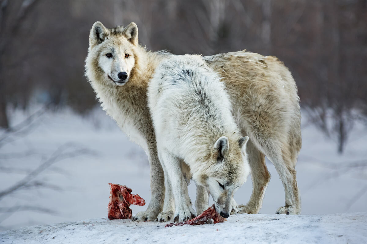 Белый волк - SanSan 