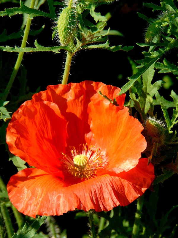 Красный мак. - nadyasilyuk Вознюк