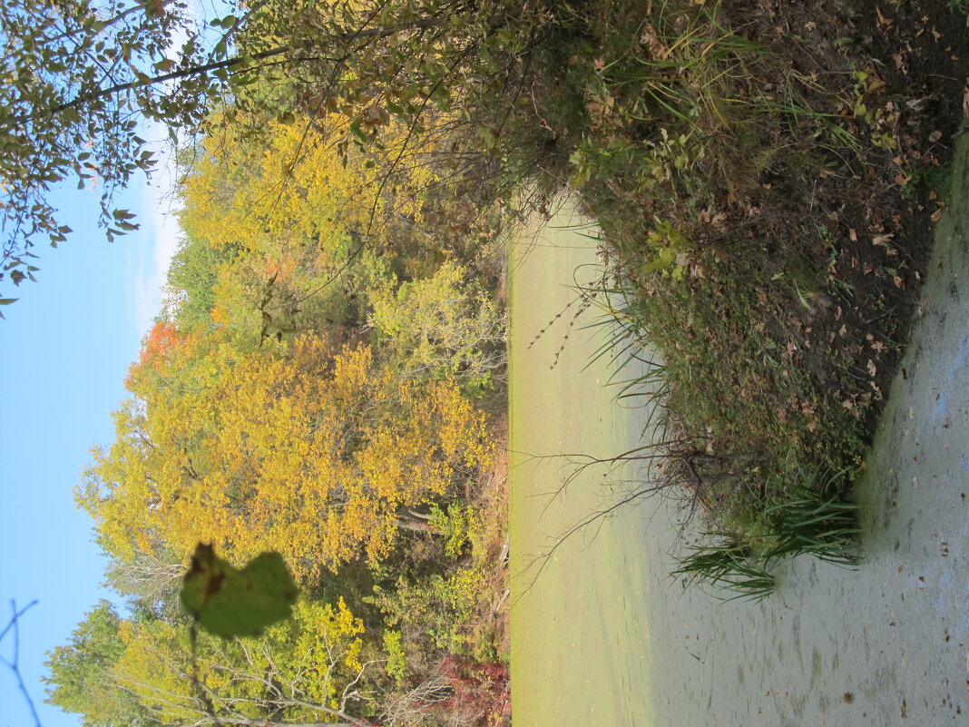 тихий октябрь - Елена Шаламова