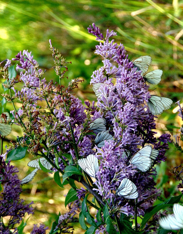 Сирень и бабочки. - nadyasilyuk Вознюк