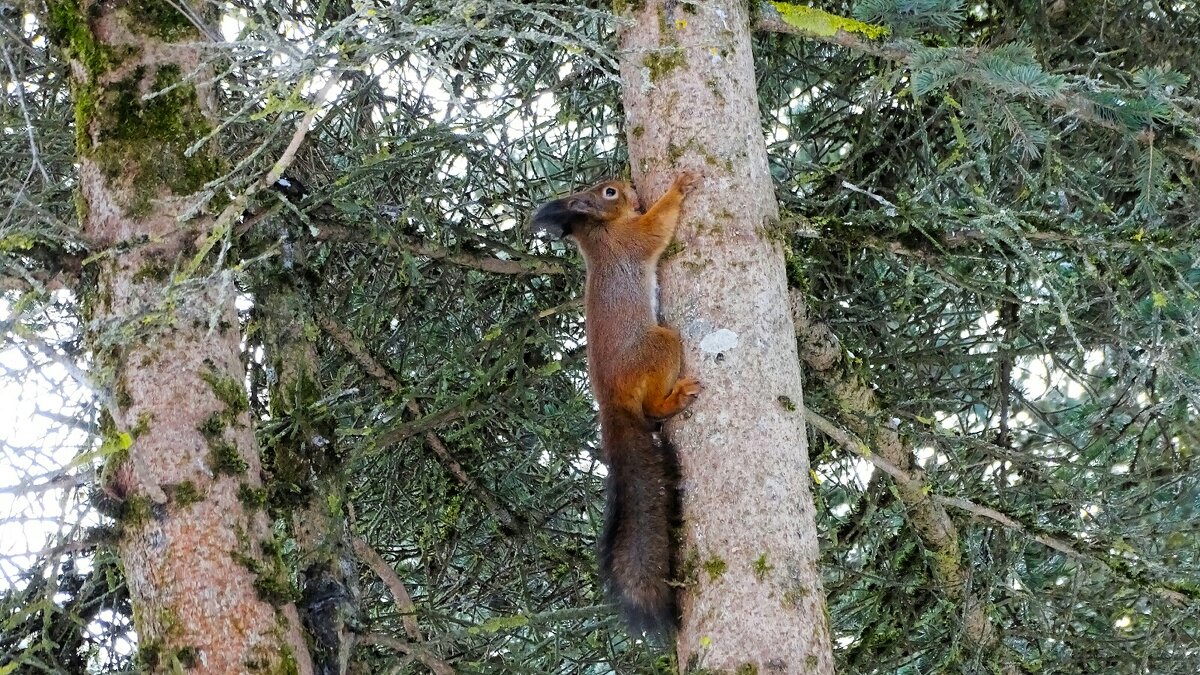 Белка городского парка. - Милешкин Владимир Алексеевич 