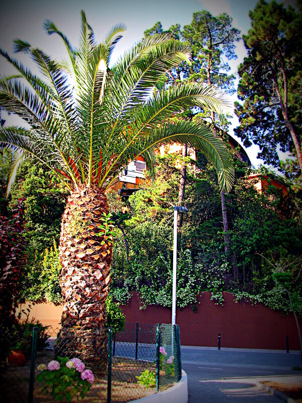 Сады Барселоны. - Владимир Драгунский Сады Барселоны. - Владимир Драгунский