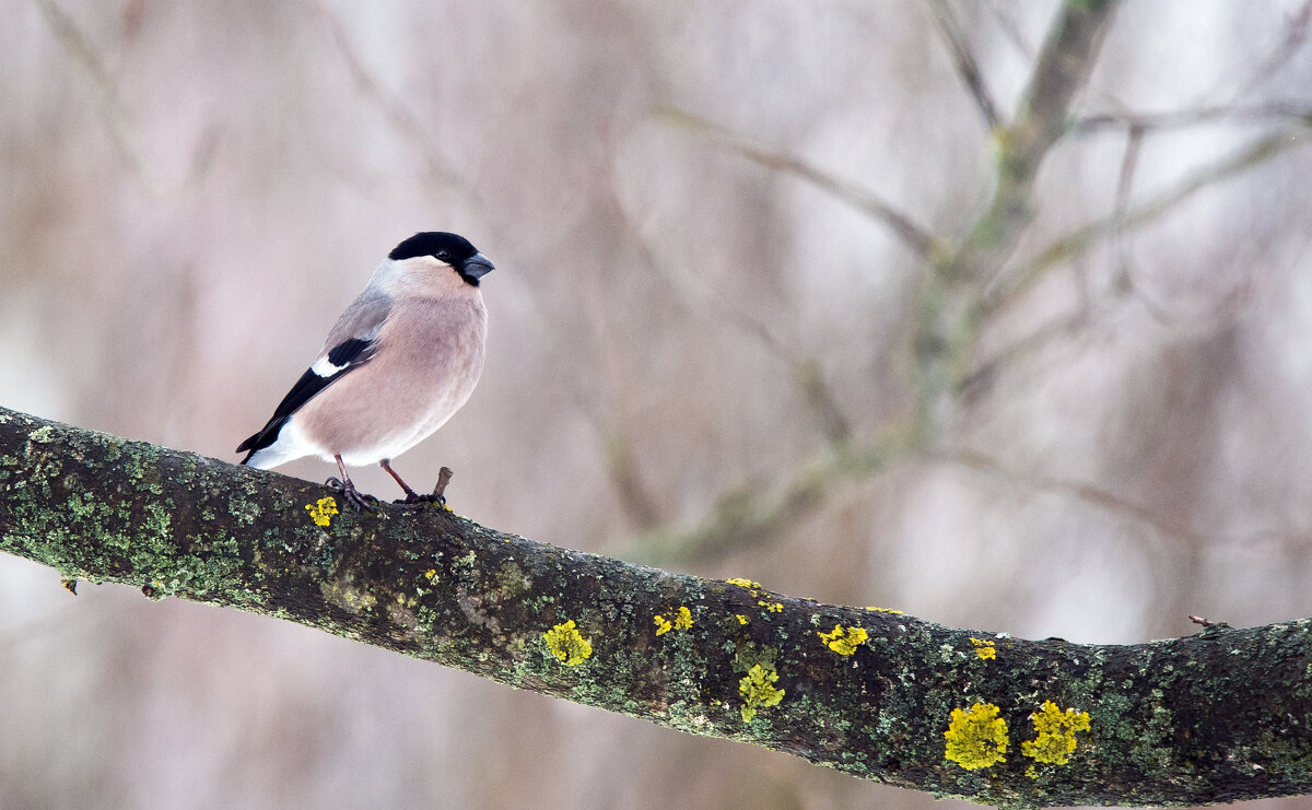 *** - Владимир Безбородов