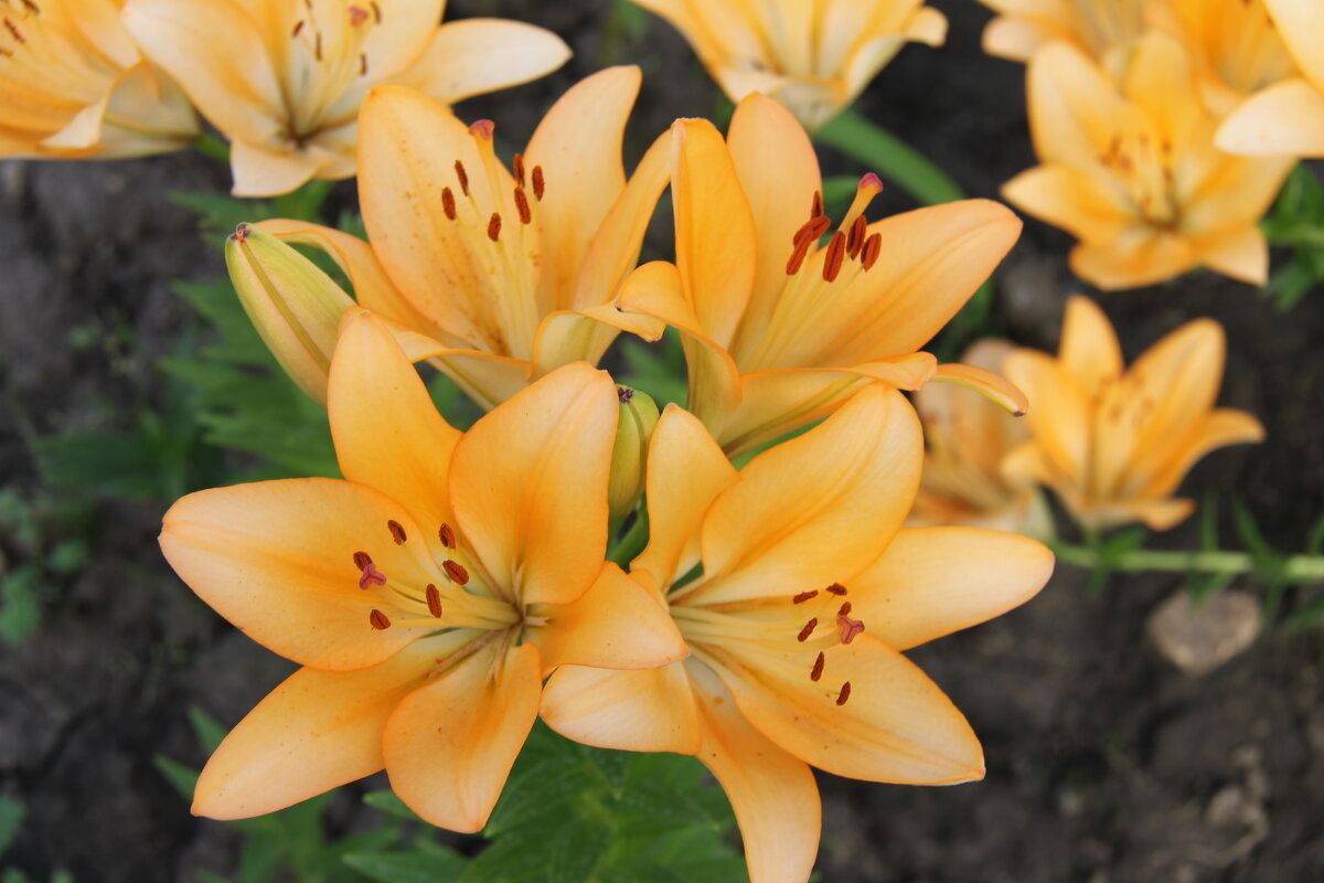 ЛИЛИИ ЦВЕТУТ В ЛЕТНЕМ САДУ - Валентина 