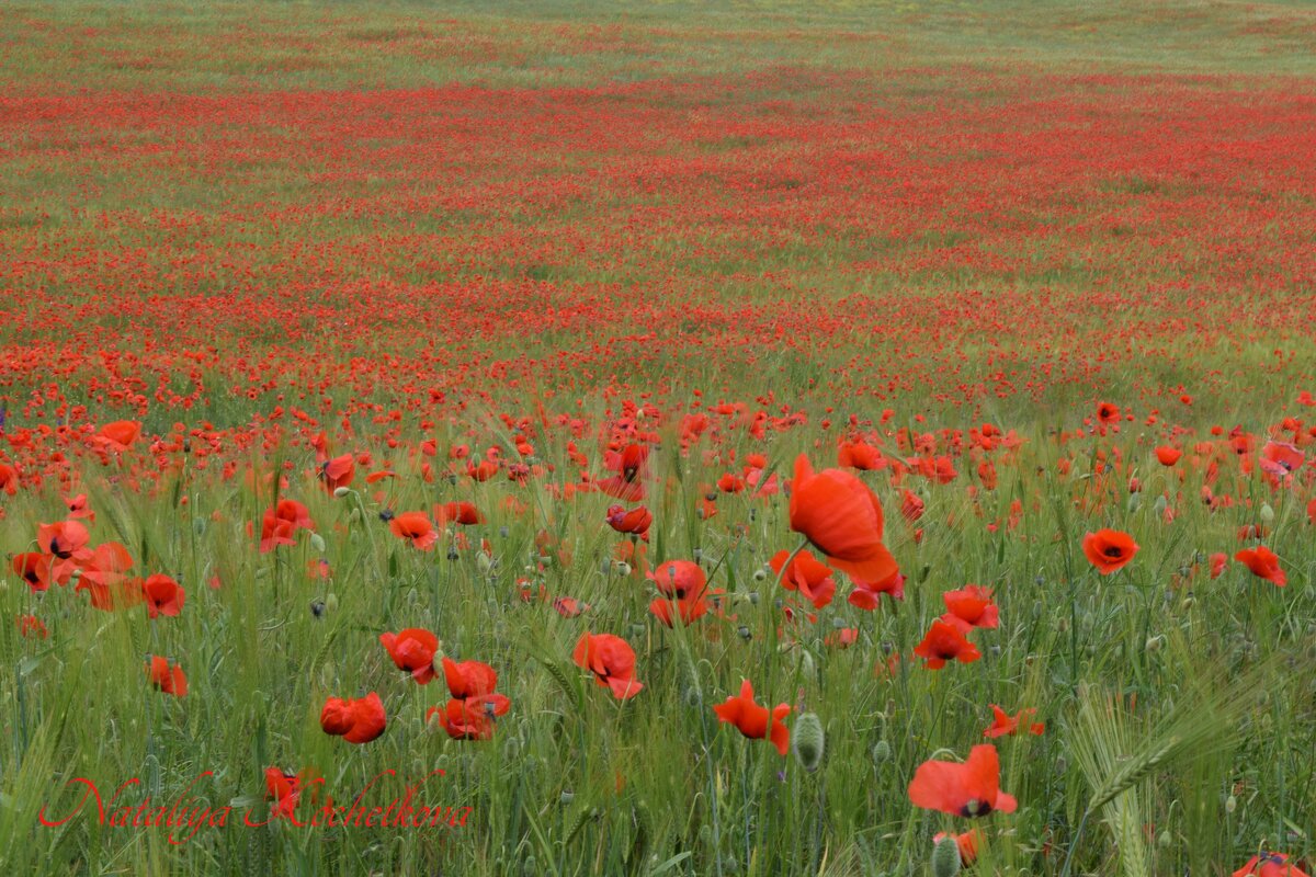 Природа Крыма - Изумительная Космея