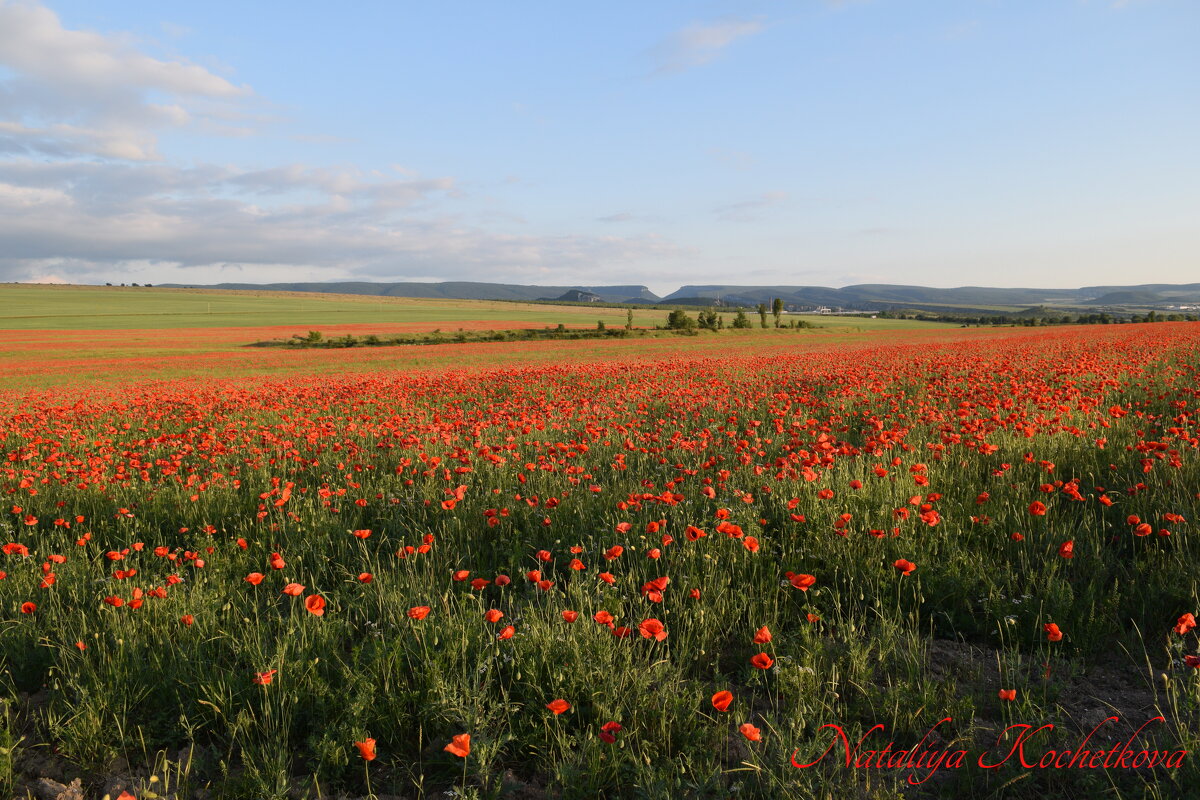Природа Крыма - Изумительная Космея