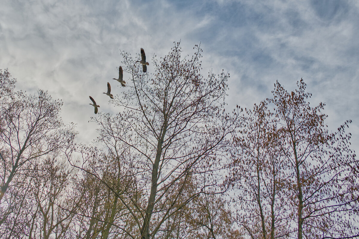 (°-°) - Jakob Dick