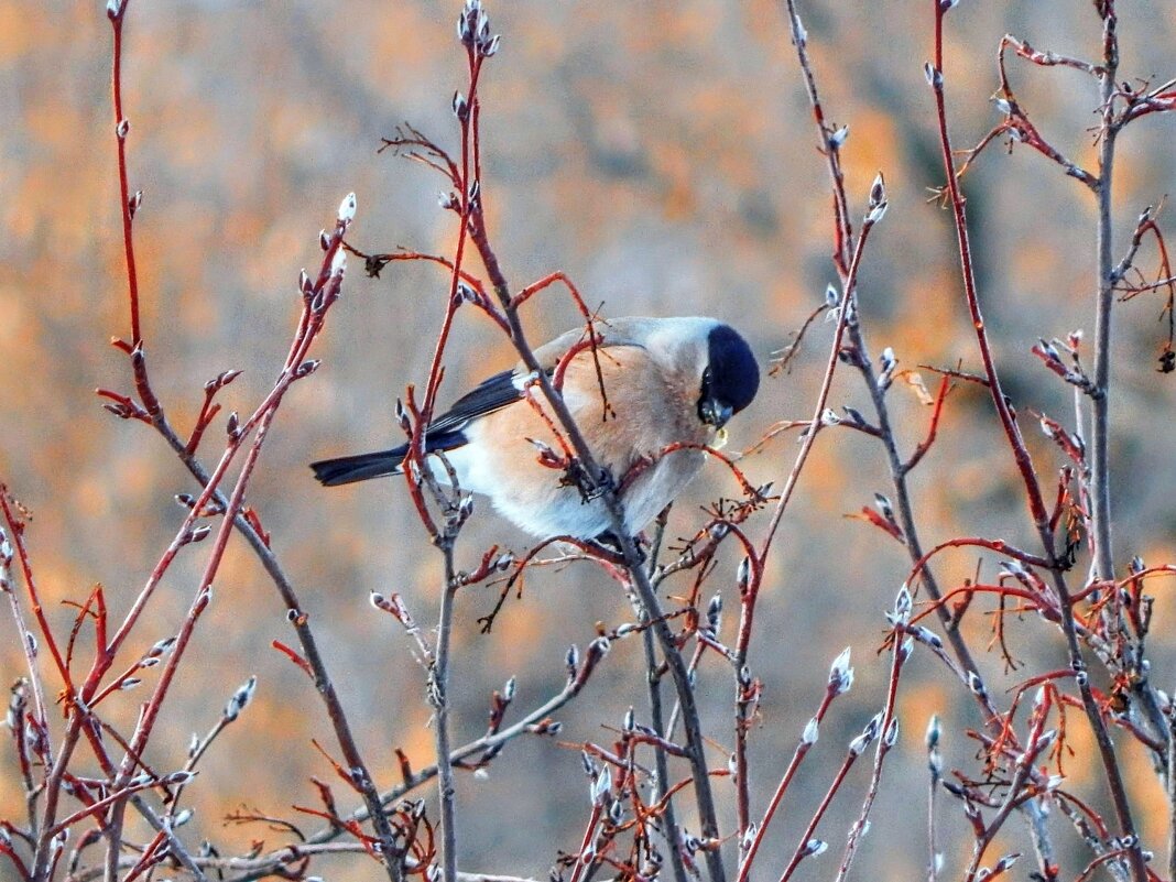 Снегарка на ирге ! - Елена Хайдукова  ( Elena Fly )