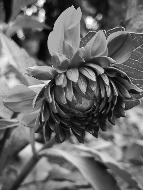 Георгин - светлана льдокова