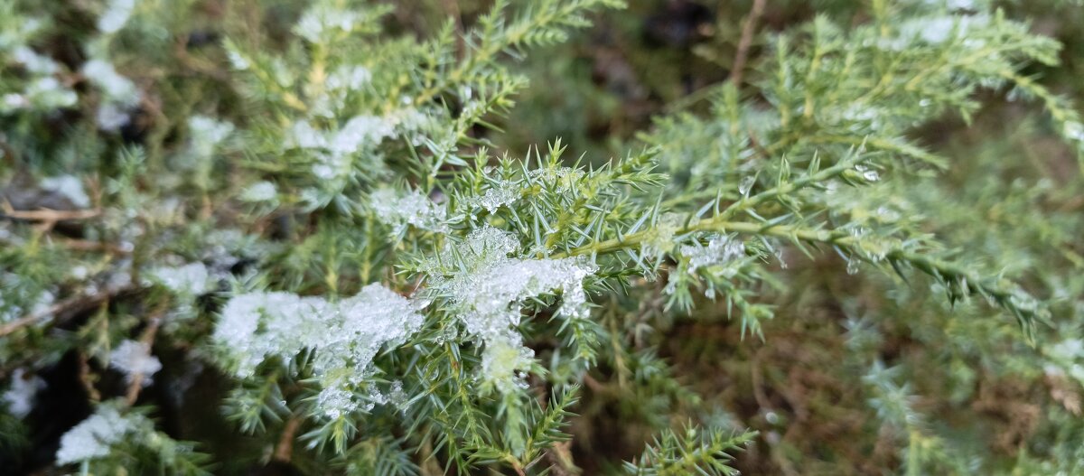 Иголки - Михаил Волобуев