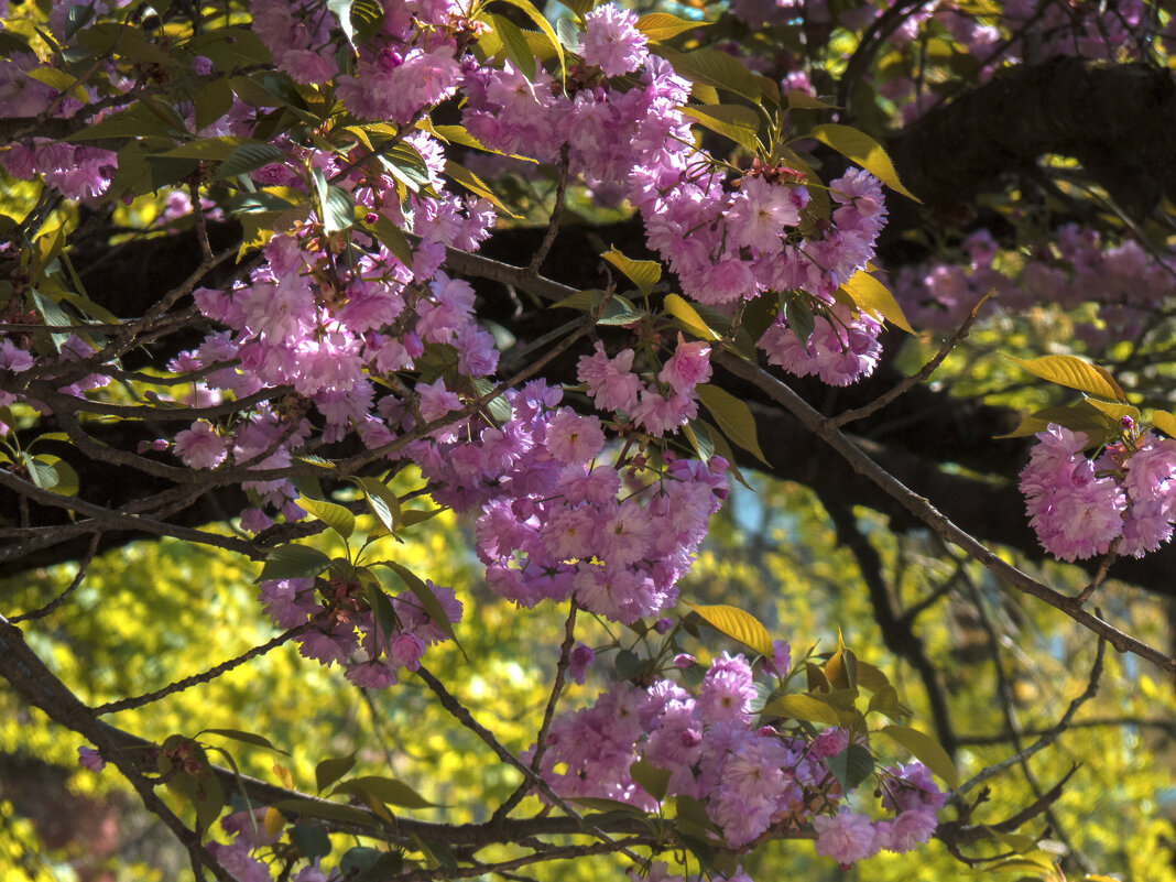 Цветение Сакуры - Валентин Семчишин Цветение Сакуры - Валентин Семчишин