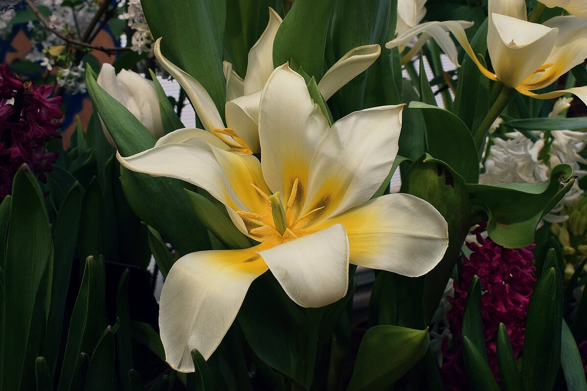 Душа нараспашку, в белой рубашке. - Татьяна Помогалова