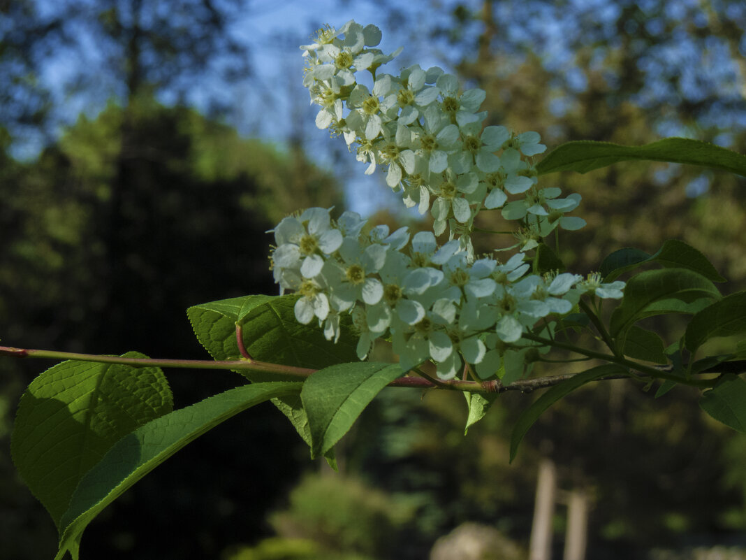 Весенние  цветы - Валентин Семчишин