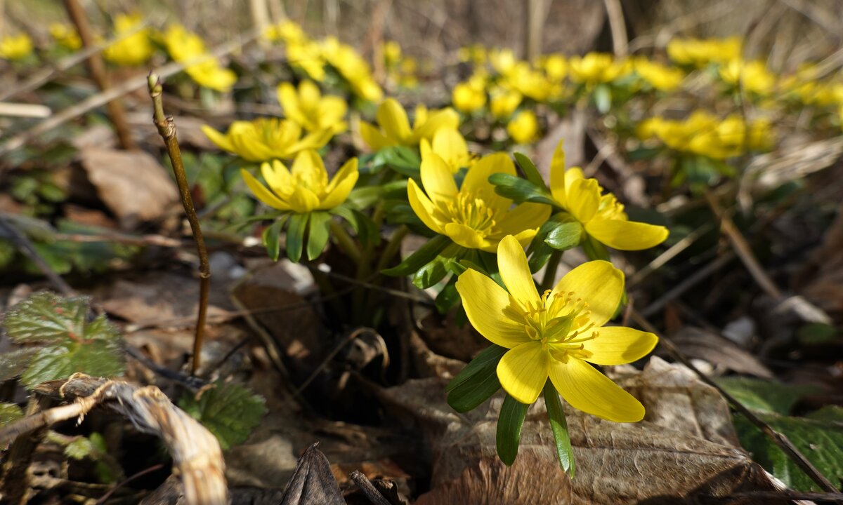 "Как прекрасны первоцветы, Как они милы, просты..." - Галина 