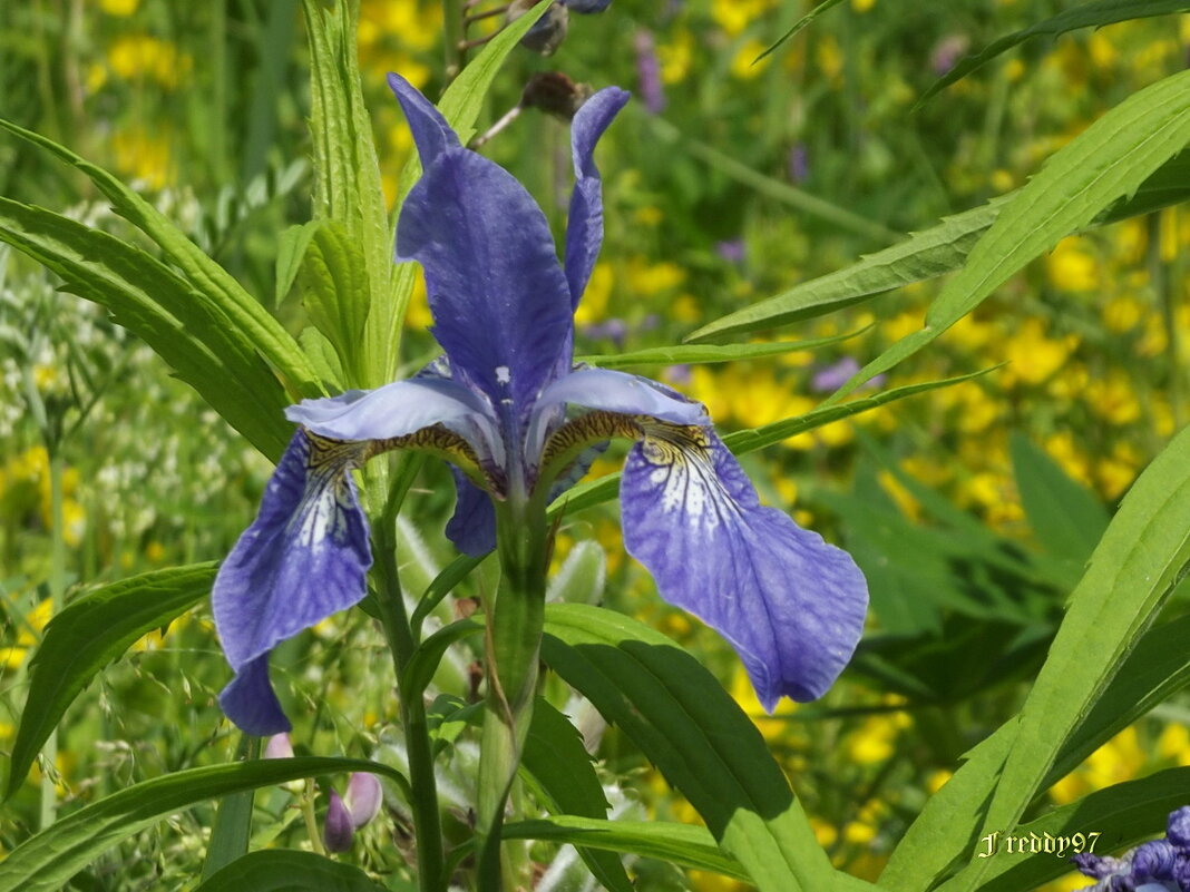 Ирис - Freddy 97