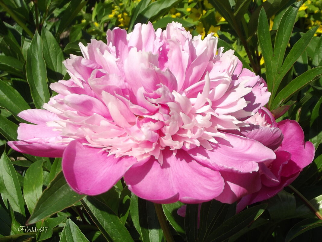 Пион - Freddy 97